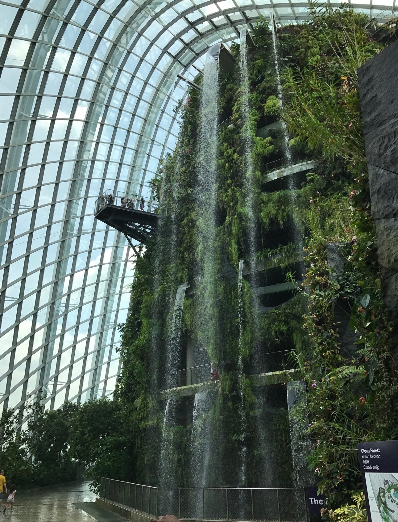 Cloud Forest, lush vertical greenery
